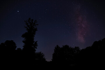 Wall Mural - Milky Way and stars over a forest