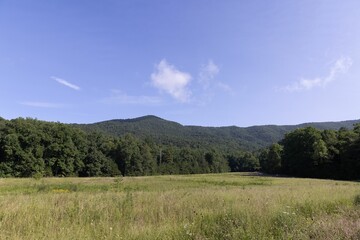 Canvas Print - View of the landscape with field surrounded by dense forest and mountains in background on sunny day