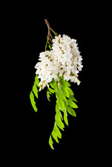 Wall Mural - White acacia flowers isolated on black background.