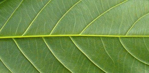 Wall Mural - green leaf texture