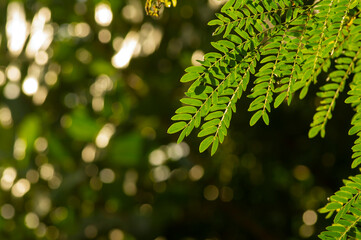 Wall Mural - River tamarind (Leucaena leucocephala) green leaves with bokeh background