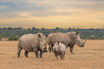 white rhino family during the sunset, square-lipped rhinoceros, ceratotherium simum, ol pejeta conse