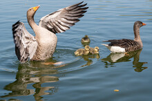 Greylag Goose, Anser Anser, Flapping Wings With Young Goslings Swimming On A Lake