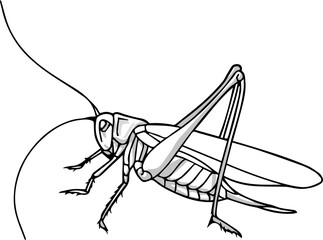 Grasshopper in shades of gray vector drawing made by hand in one line for coloring books and for illustrations