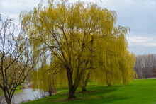 A Beautiful Weeping Willow Tree Grows Beside A Small Pond.