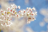 Fototapeta Mapy - white cherry blossom in spring