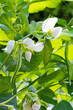 Nahaufnahme einer Erbsenpflanze mit weißen Blüten und mehreren Schoten, Pisum sativum