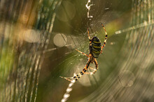 A Striped Argiope On A Spider's Web In The Morning Dew