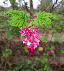 Wall Mural - Pink Flowering Currant