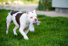 American Bully Puppy Dog In Move With A Sock Toy On Grass