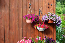 A Gorgeous Calibrachoa Bushs In A Hanging Baskets. Pots Of Bright Calibrachoa Flowers Hanging On A Wooden Wall. Flower Pots In A Hanging Pot On The Terrace.