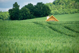 Fototapeta  - zielone pole zbóż, dach budynku wystający zza wzgórza, dom
