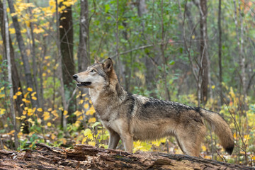  Grey Wolf (Canis lupus) Stands Behind Log Looking Up Autumn