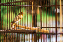 Canary Bird. Bird In A Cage