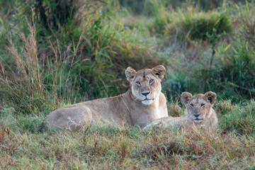 Wall Mural - Lioness and cub resting after morning kill, Maasai Mara National Reserve, Kenya, Africa