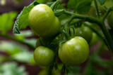 Fototapeta Kuchnia - green tomatoes on a vine 