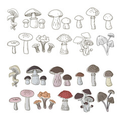 Wall Mural - Set of boletuses, oyster mushrooms, porcini mushrooms, grebes, fly agarics, boletuses, chanterelles, honeydew agarics, drawn in a single line style and doodle. Vector