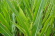 Grünes Maisfeld bei Regen im Sommer