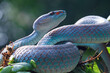 Blue viper snake closeup on branch, blue insularis, trimeresurus Insularis, animal closeup