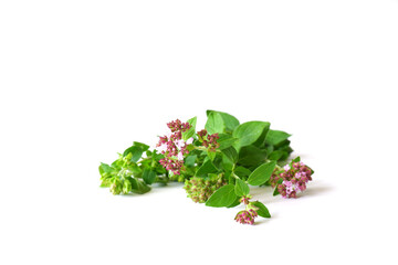 Wall Mural - A sprig of oregano with flowers and leaves on a white background. Fragrant and useful medicinal plant close-up. 