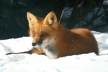 Sticker - Little fox lying on a snowy ground