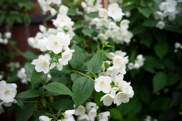 close up of jasmine flowers in a garden, branch with white flowers