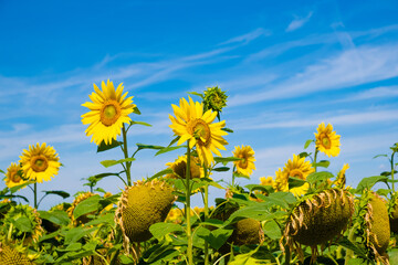 Wall Mural - blooming sunflower field and blue sky background