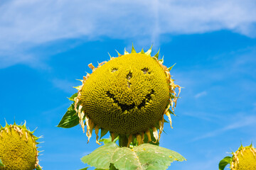 Wall Mural - blooming sunflower field and blue sky background