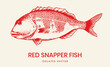 drawing red snapper fish illustration vector for seafood illustration, restaurant menu background, packaging design , fishing club, t-shirt, poster and other design. 