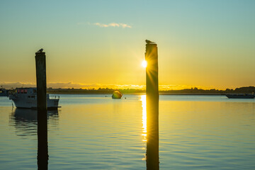 Sticker - Two old mooring posts in Tauranga harbour with white-fronted tern in silhouette on top