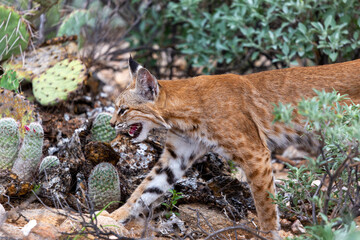 Wall Mural - A bobcat, Lynx rufus, on the prowl, hunting in the Sonoran Desert off the Linda Vista trail. Prickly pear, cholla cacti and brittlebush green and vibrant after monsoon rains. Oro Valley, Arizona, USA.