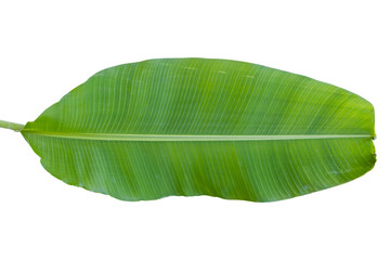 Wall Mural - Green banana leaf isolated on white background include clipping path.
