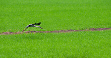 Large Bird Flying Down To Verdant Rice Paddies.
