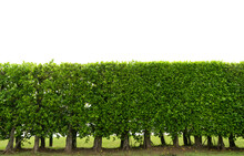 Green Tree Wall  Isolatad On White Background.