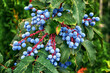 mahonia holly with berries growing in the garden