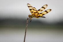 Halloween Pennant Dragonfly Perching On A Stick