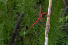Red Saddlebags Skimmer Dragonfly On A Branch (Tramea Onusta).