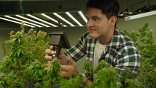 Cannabis Farmer Use Microscope To Analyze CBD In Curative Cannabis Farm Before Harvesting To Produce Cannabis Products