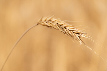 ear of wheat