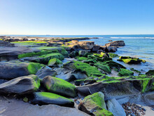 Green Algae Covered Rocks At The Beach