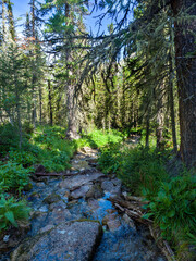 a stream in the forest. water runs among rocks and rubble. forest thicket