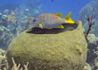 Beautiful schoolmaster snapper swimming in the water with a huge rounded coral below