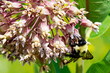A bumble bee feeds on the nectar of the common milkweed in a meadow in Waukesha County, Wisconsin.