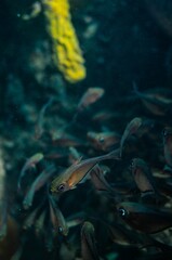 Wall Mural - Vertical selective focus of small fishes in an aquarium on a blurred background