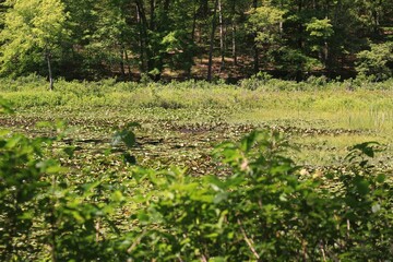 Summer green meadow.