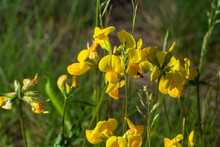 Close-up Of Field Bright Yellow Wild Honey Flower Lotus Corniculatus On Natural Blurry Background