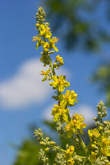 Wall Mural - Mullein Verbascum in a natural environment of growth. Plant is highly valued in herbal medicine, it is used in the form of infusions, decoctions, ointments, oils