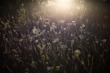 Sticker - wild flowers on the field