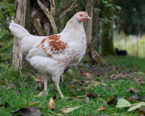 Sticker - Small white rooster of Poland chicken