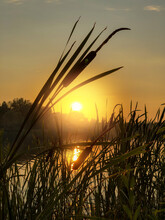 Bulrush Cattail Reed Plant Silhouette Against Orange Sunset Sky